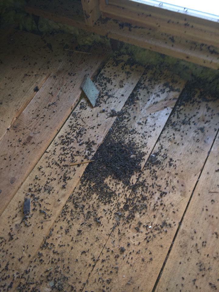 Bat Control Specialist Ohio, Bat Removal Professionals