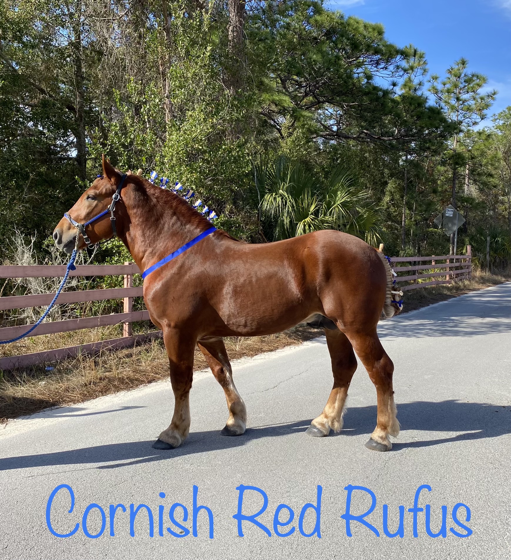Stallion - Cornish Red Rufus