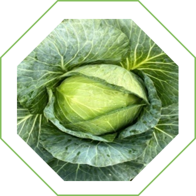 Repollo Imperial Ball