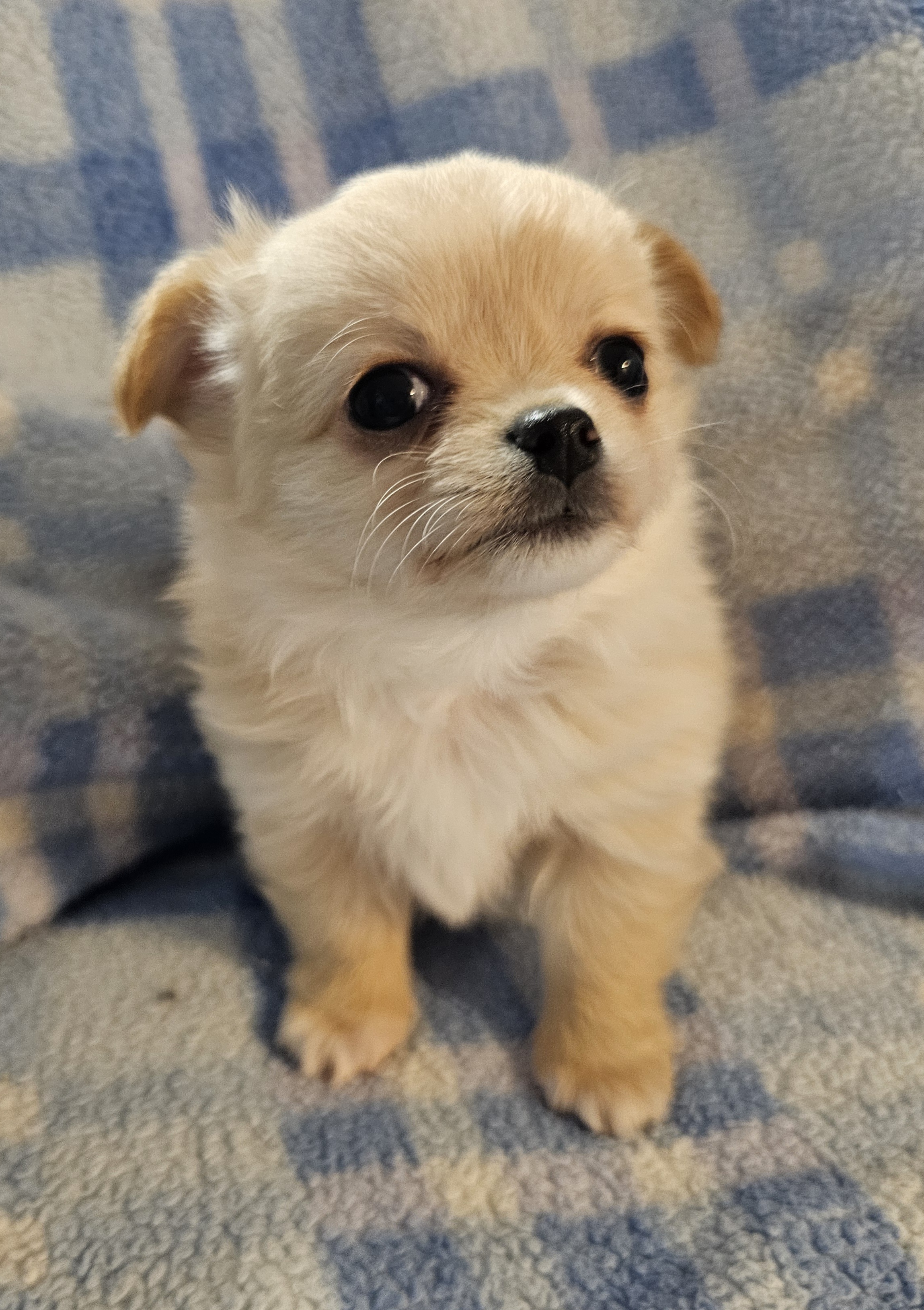 Male Long Coat available to Show Home