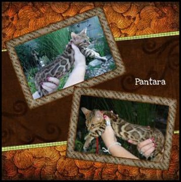 Ubasti Pantara of Sumatra aka Pentara