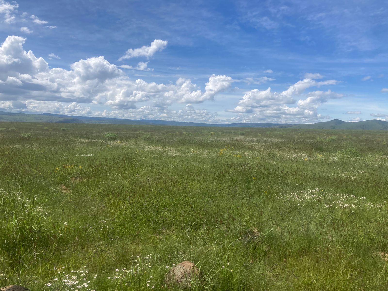 Vaca al aire libre observando verduras frescas y rodajas de sandía sobre una mesa de madera en un día soleado.