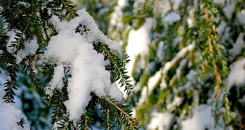 Snow on Pine Trees in Maine. 
