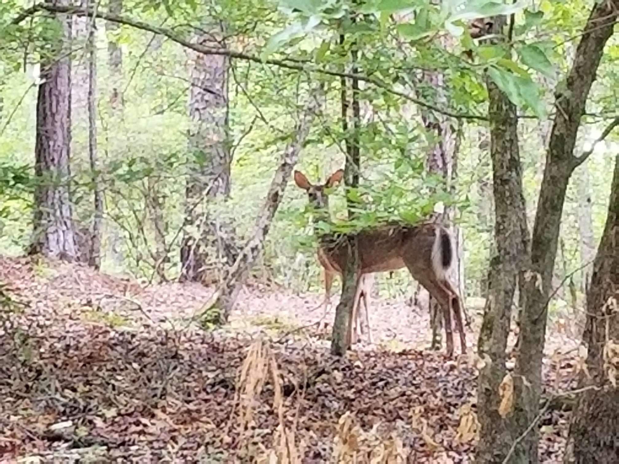 April 2017 - South River Trail - Walk 