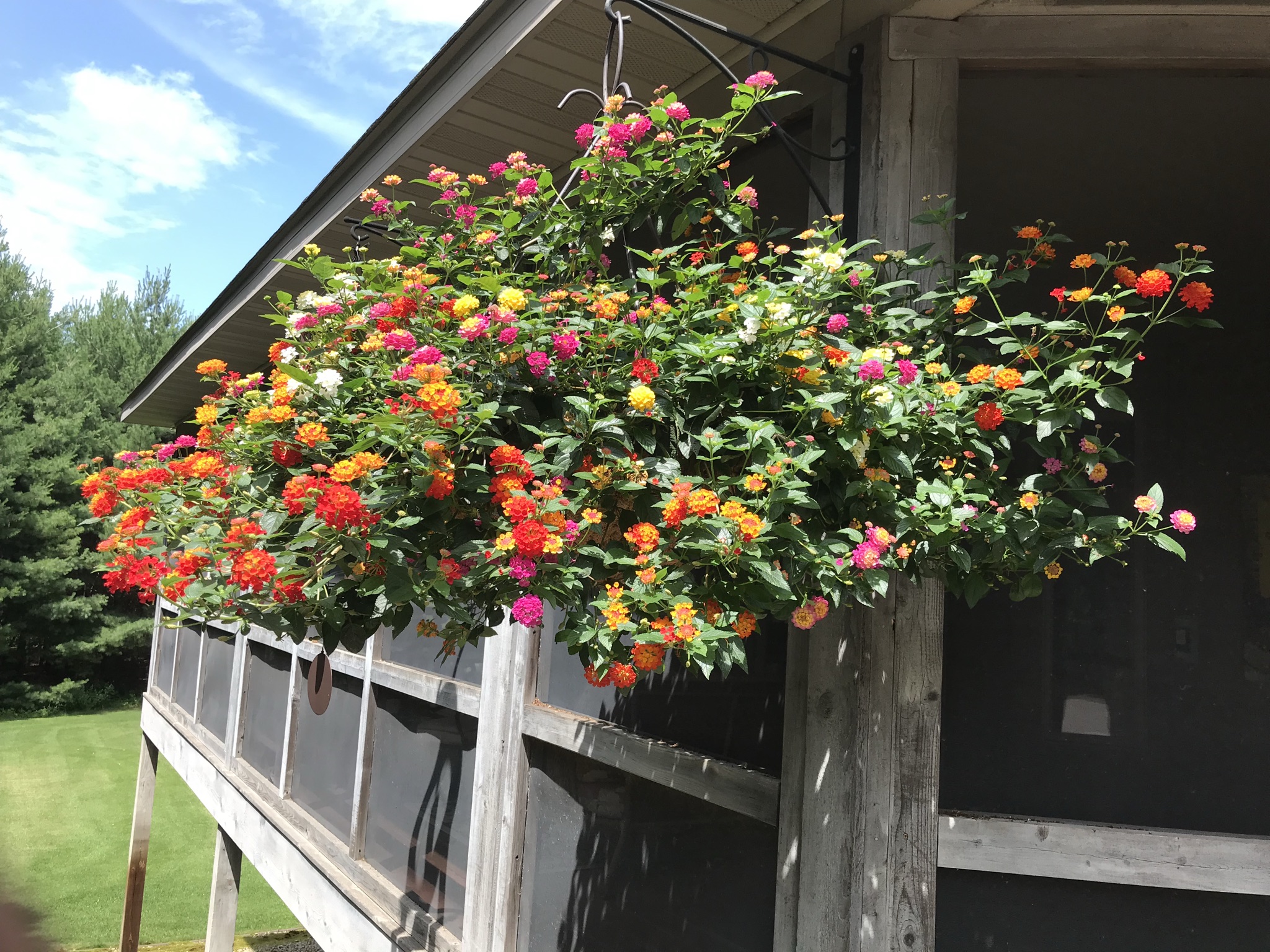 Unbeatable Prices? Your Guide To Amish Greenhouses In St. Charles Mn - ekry0ss