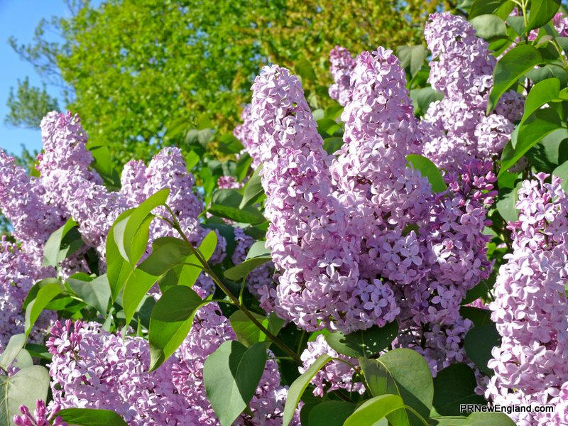 Lilacs by the Coast