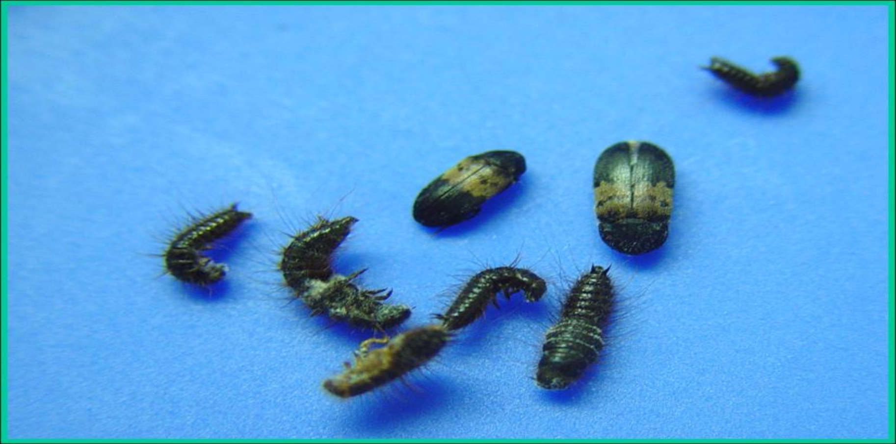 Can Carpet Beetles Cause Hives Carpet Vidalondon