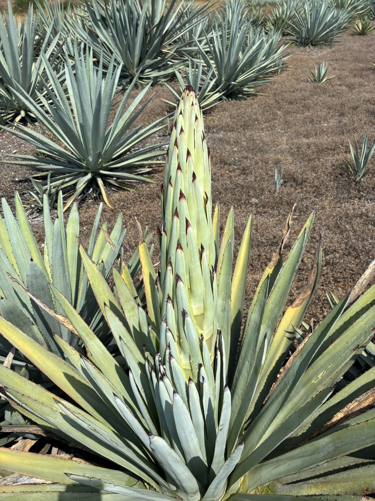 Quiote de un maguey criollo