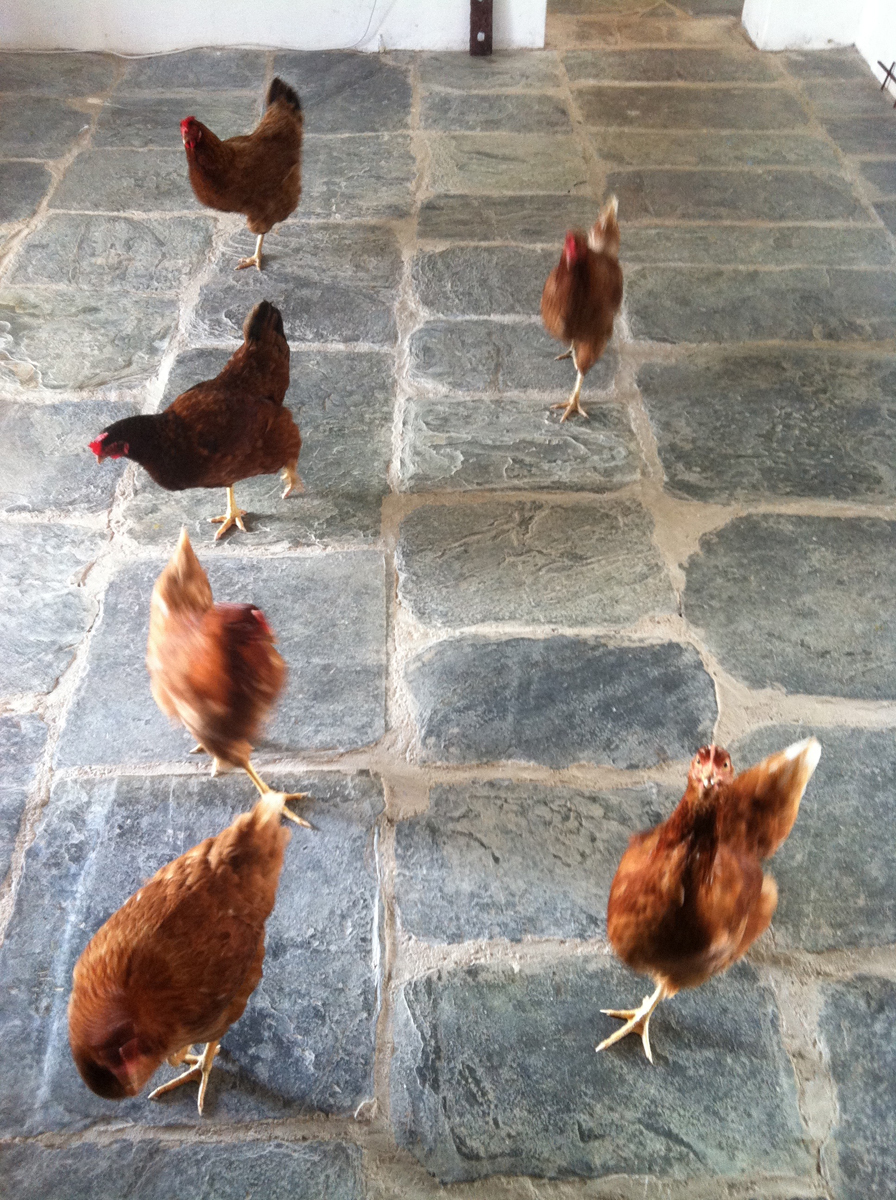 Six russet colored chickens walking on a grey flagstone floor in a white room.