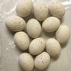 12 White With Speckles Bird Eggs