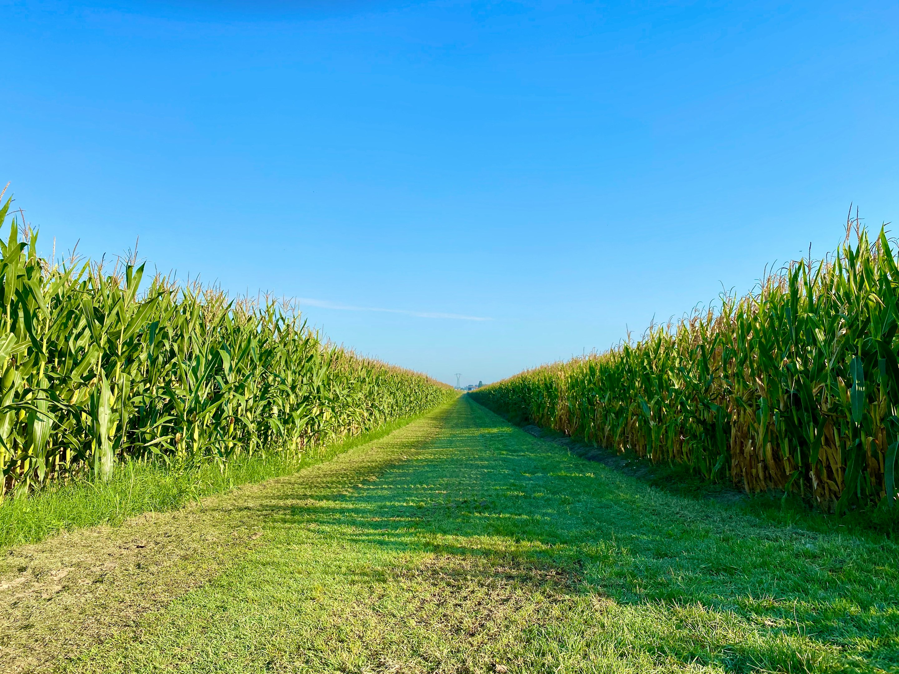 green grass field under blue sky during daytime