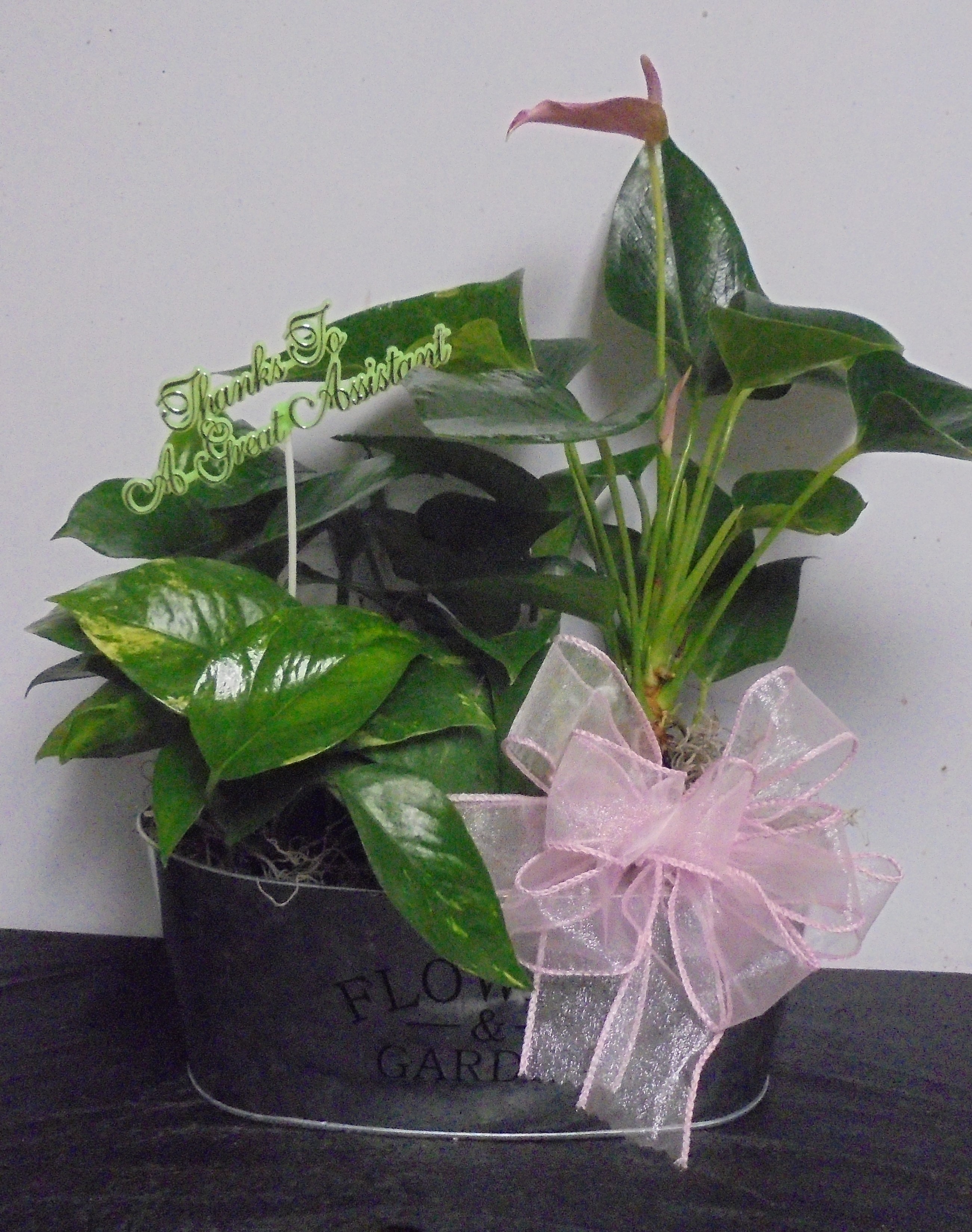 (15) "Desk" Plant
$35.00