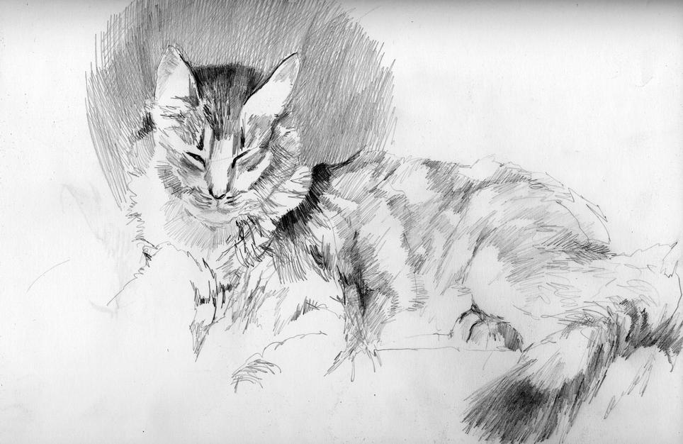 Catnapping 6 (pencil)