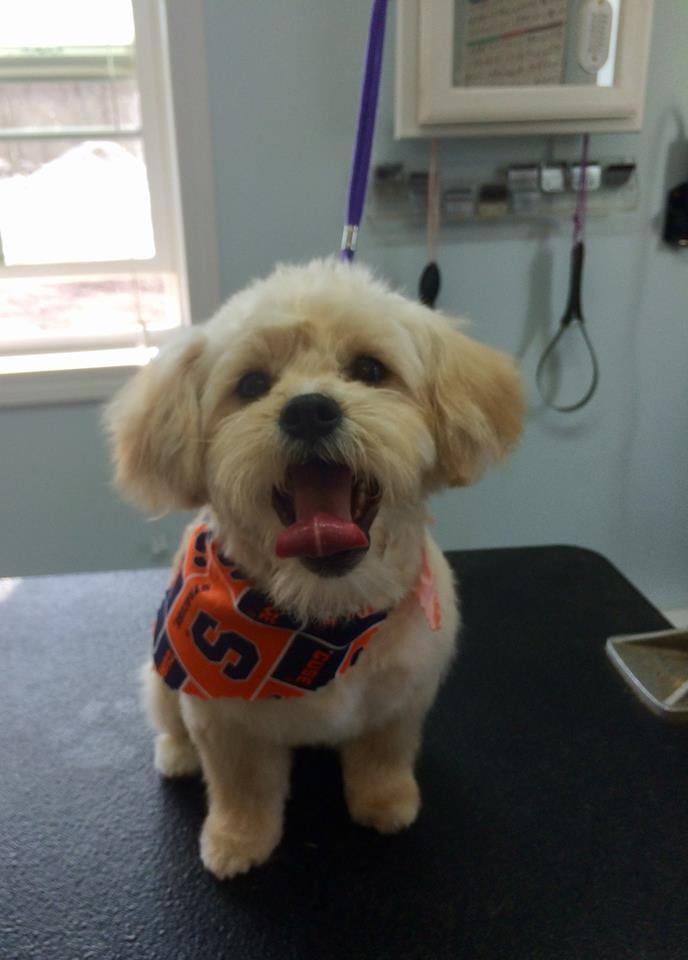 Teddy Bear Dog