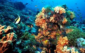 ARRECIFES LOS JARDINES DEL MAR ¡¡