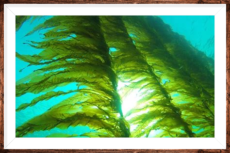 Organic Pacific Sea Kelp