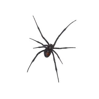 Sureshot Pest Control Llc Pest Control Service Pest Problems