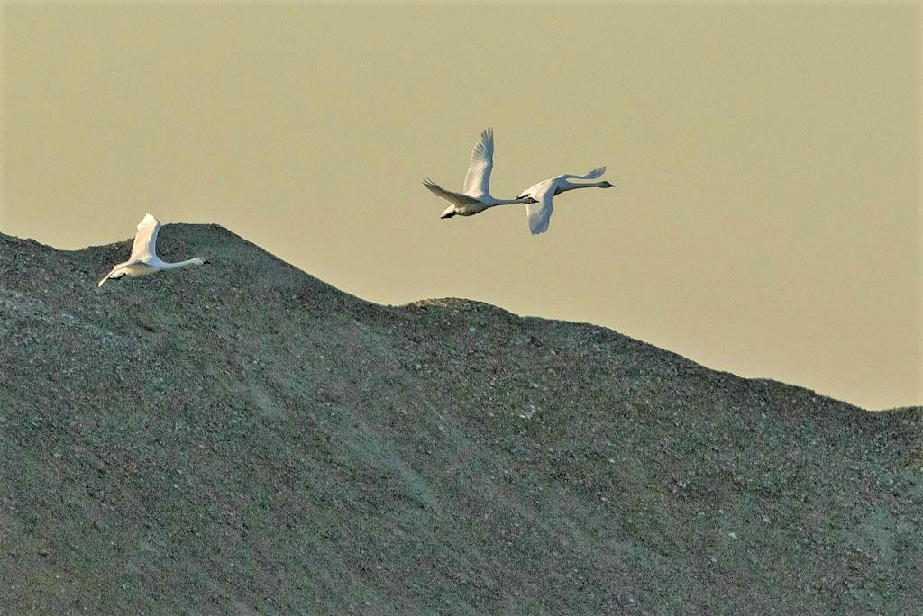Bewick's in Flight.