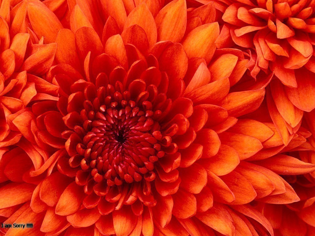 https://0201.nccdn.net/1_2/000/000/0eb/40d/chrysanthemum.jpg