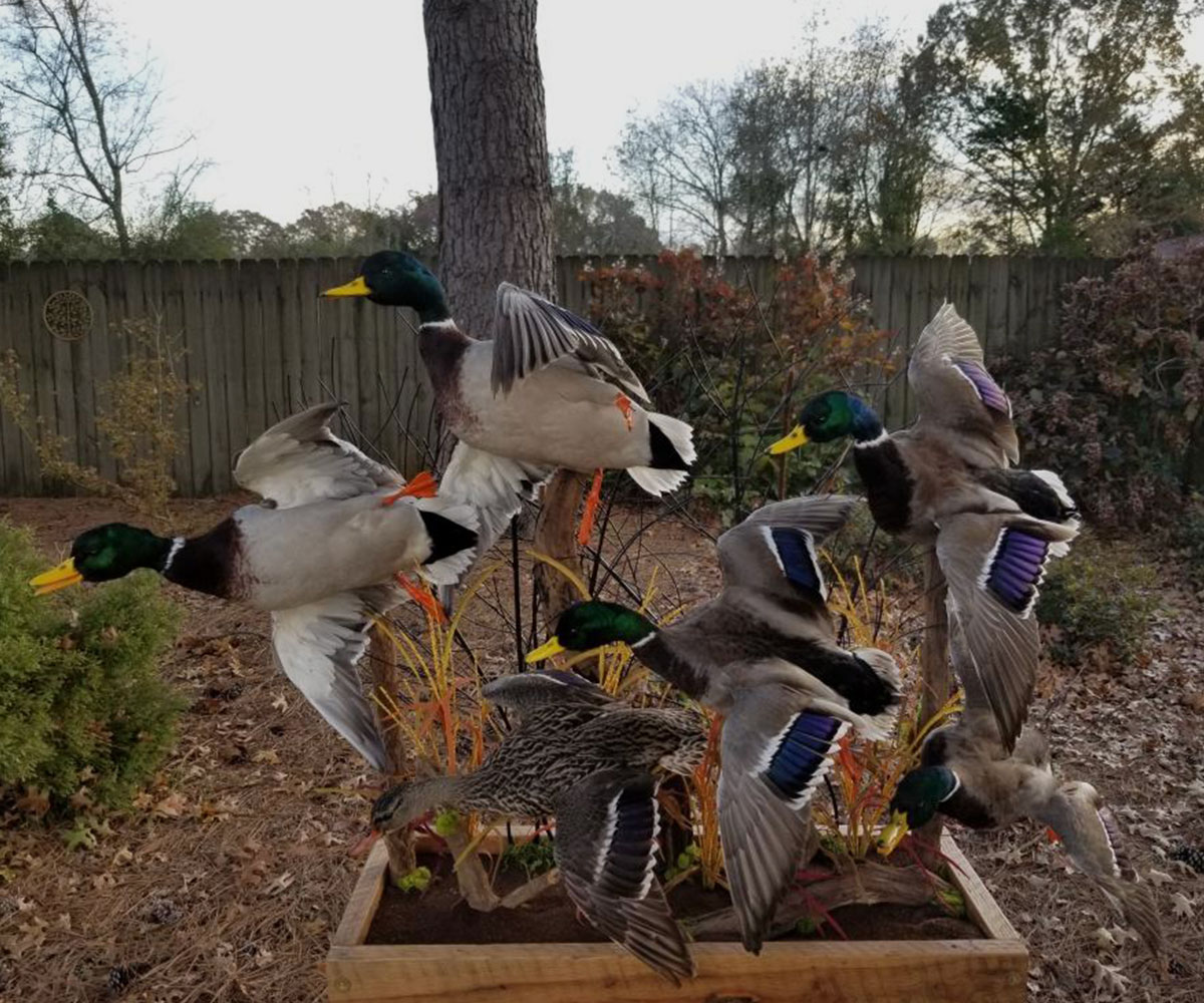 Mounted Waterfowls