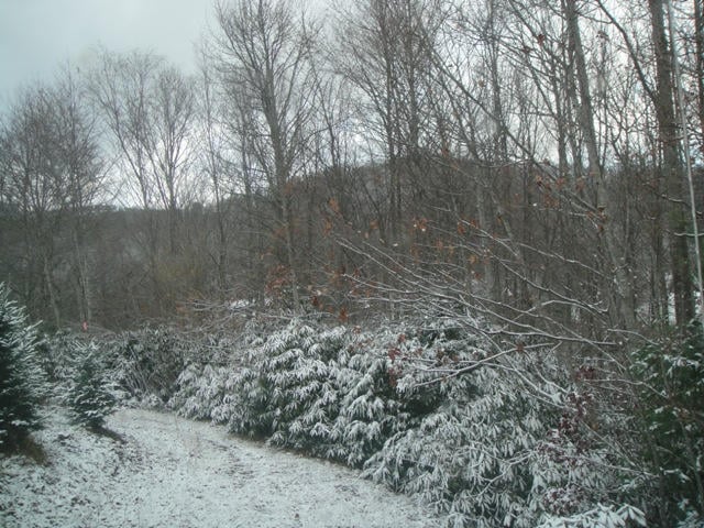 Snow covered Rhododendrons line the farm.