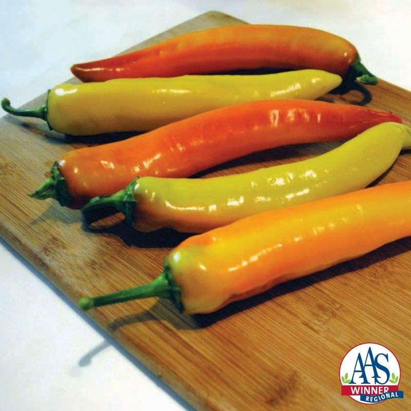 Pepper Hot Sunset X3R® Pepper Hot Sunset X3R®