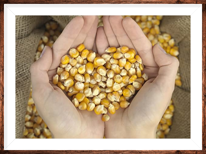 Organic Animal Feed Corn