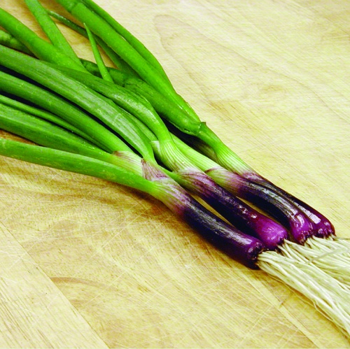 Onion Red Baron Bunching Onion Red Baron Bunching