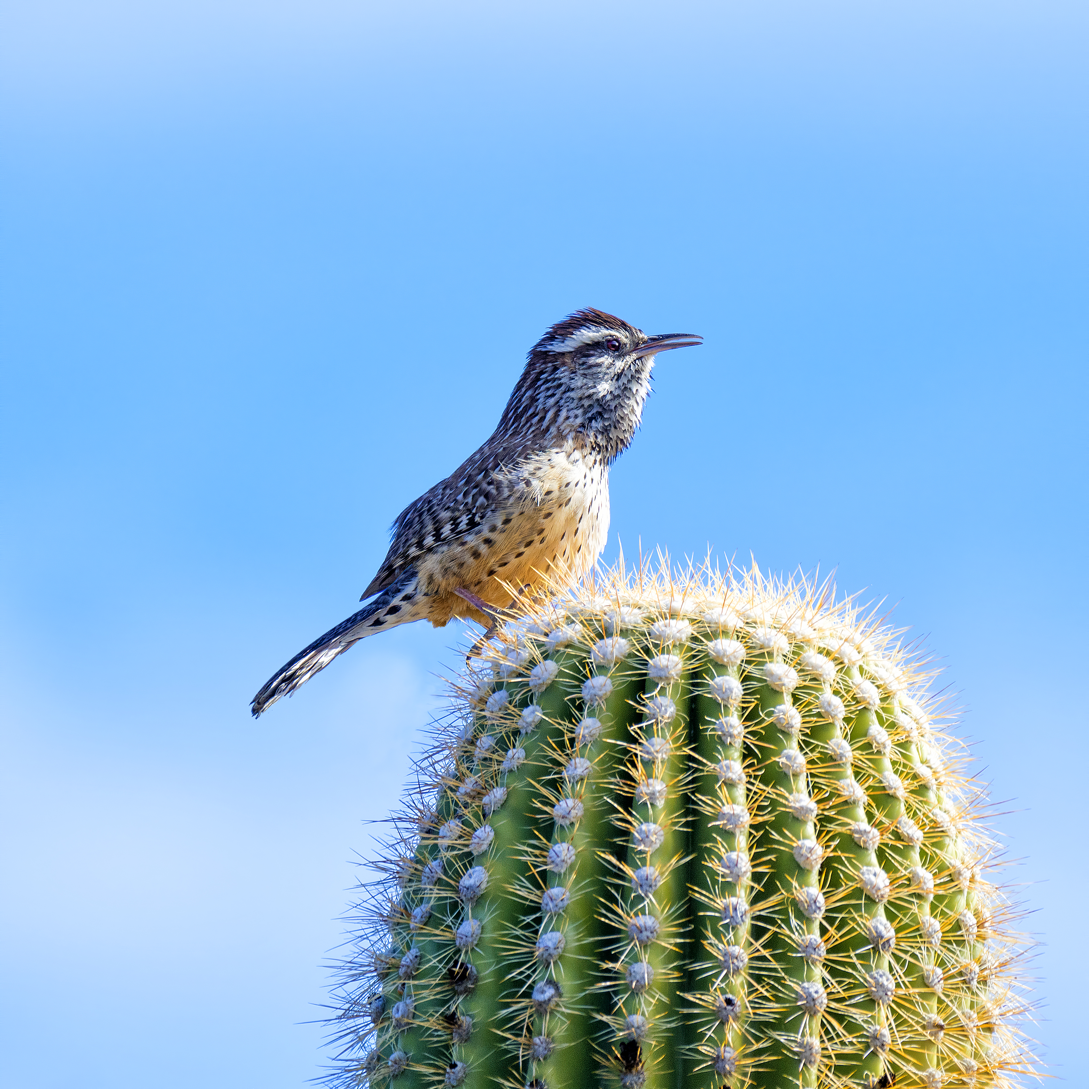 CACTUS WREN - I found this little guy hanging out in Saguaro Nation Park near Tucson, Arizona.