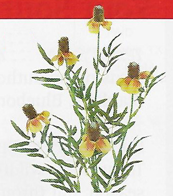 Mexican Hat Spray - Item # F2408/DHTC28924
5 floral heads. 23½" tall. Packed 36.