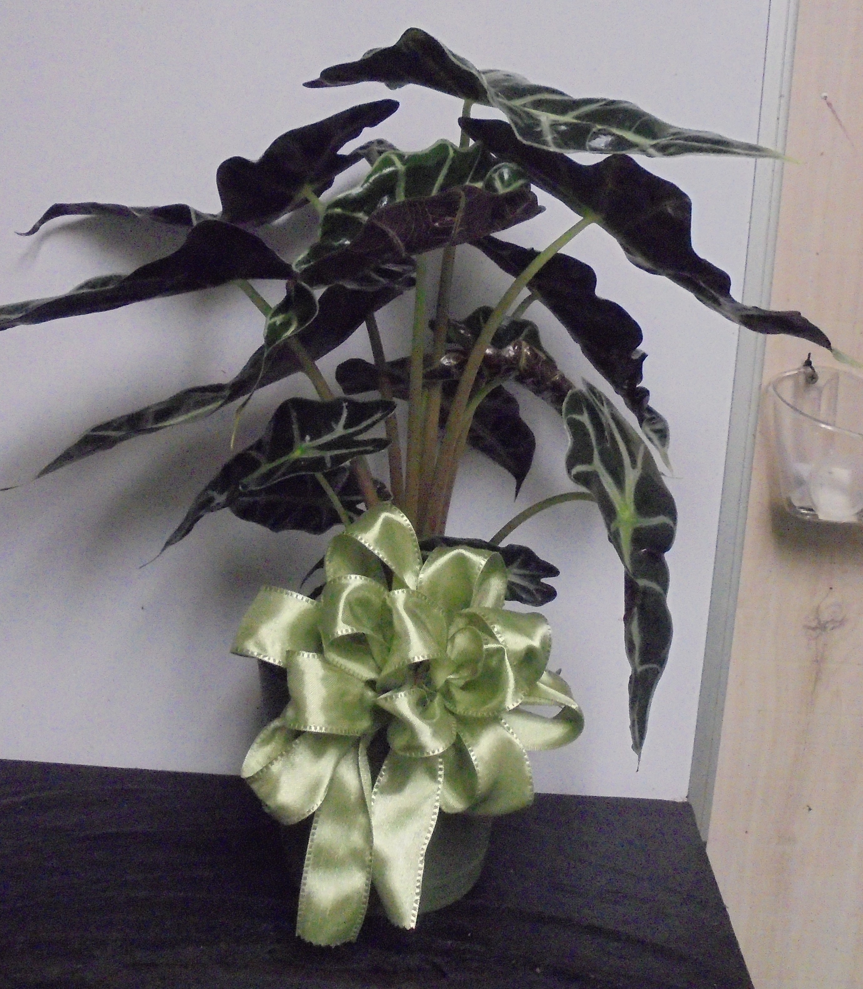 (4A)  Alocasia Plant
$40.00
