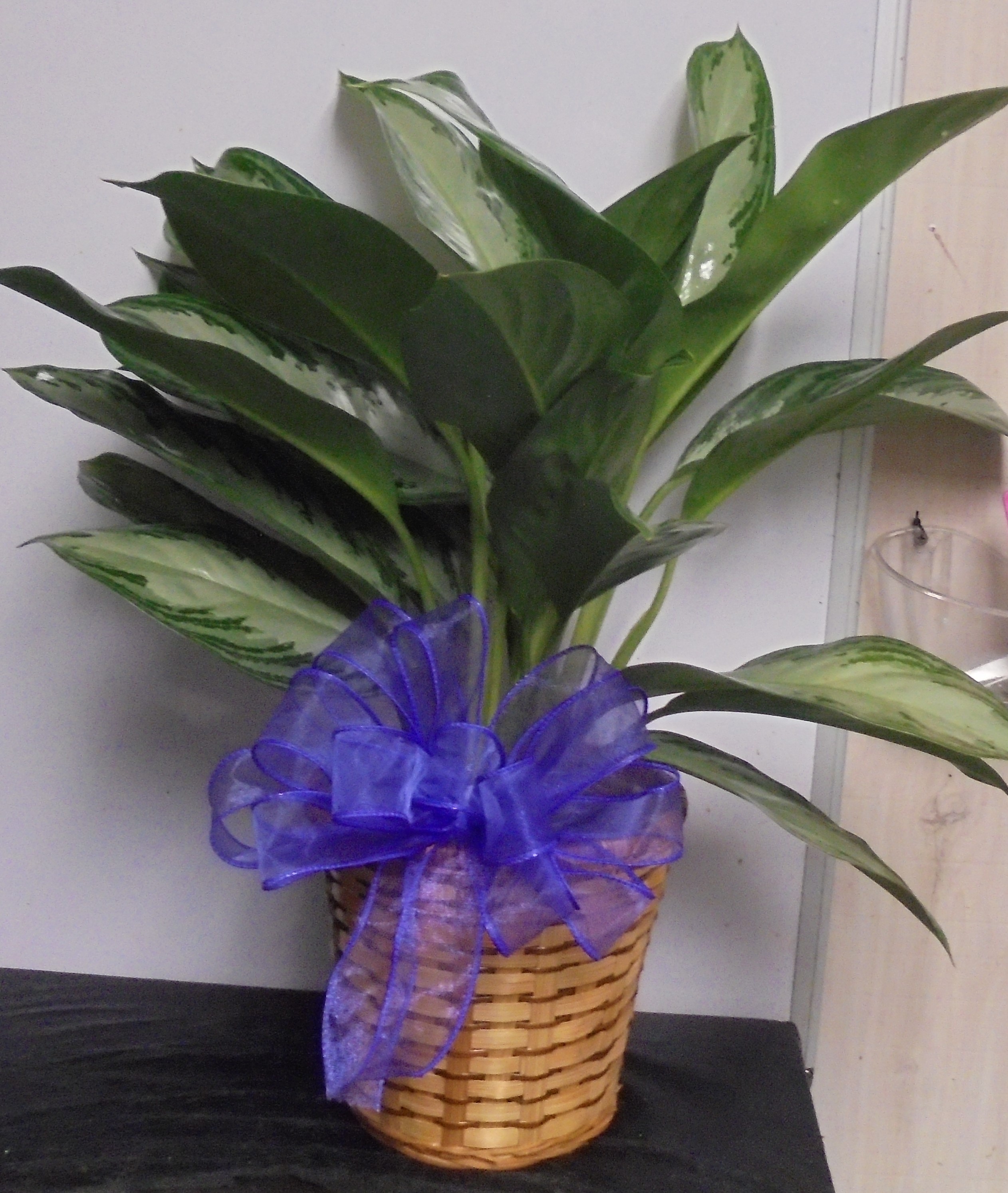 (18)  Chinese Evergreen Plant
$45.00