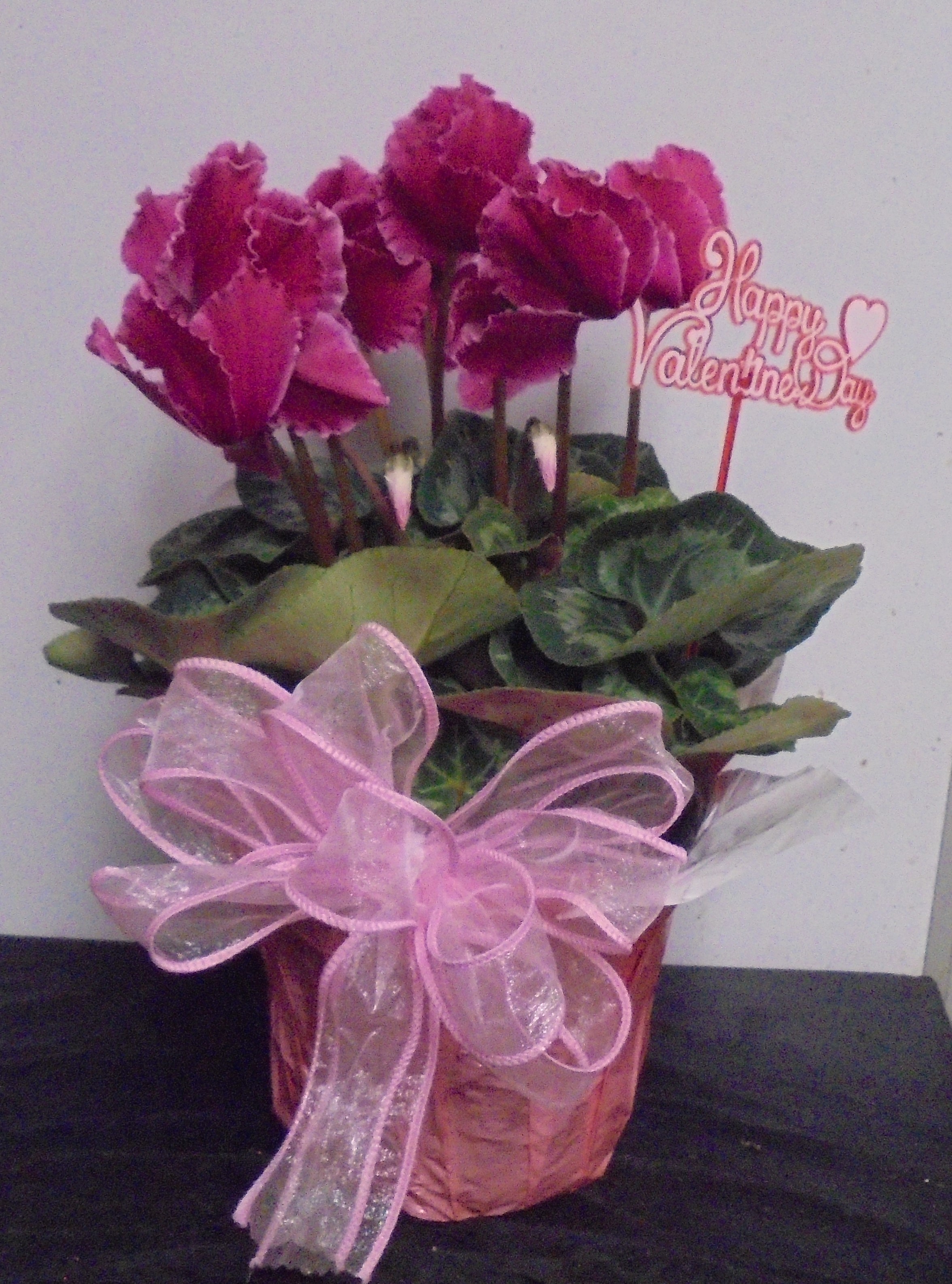 (3)  "Hot Pink" Cyclamen Plant
$40.00
