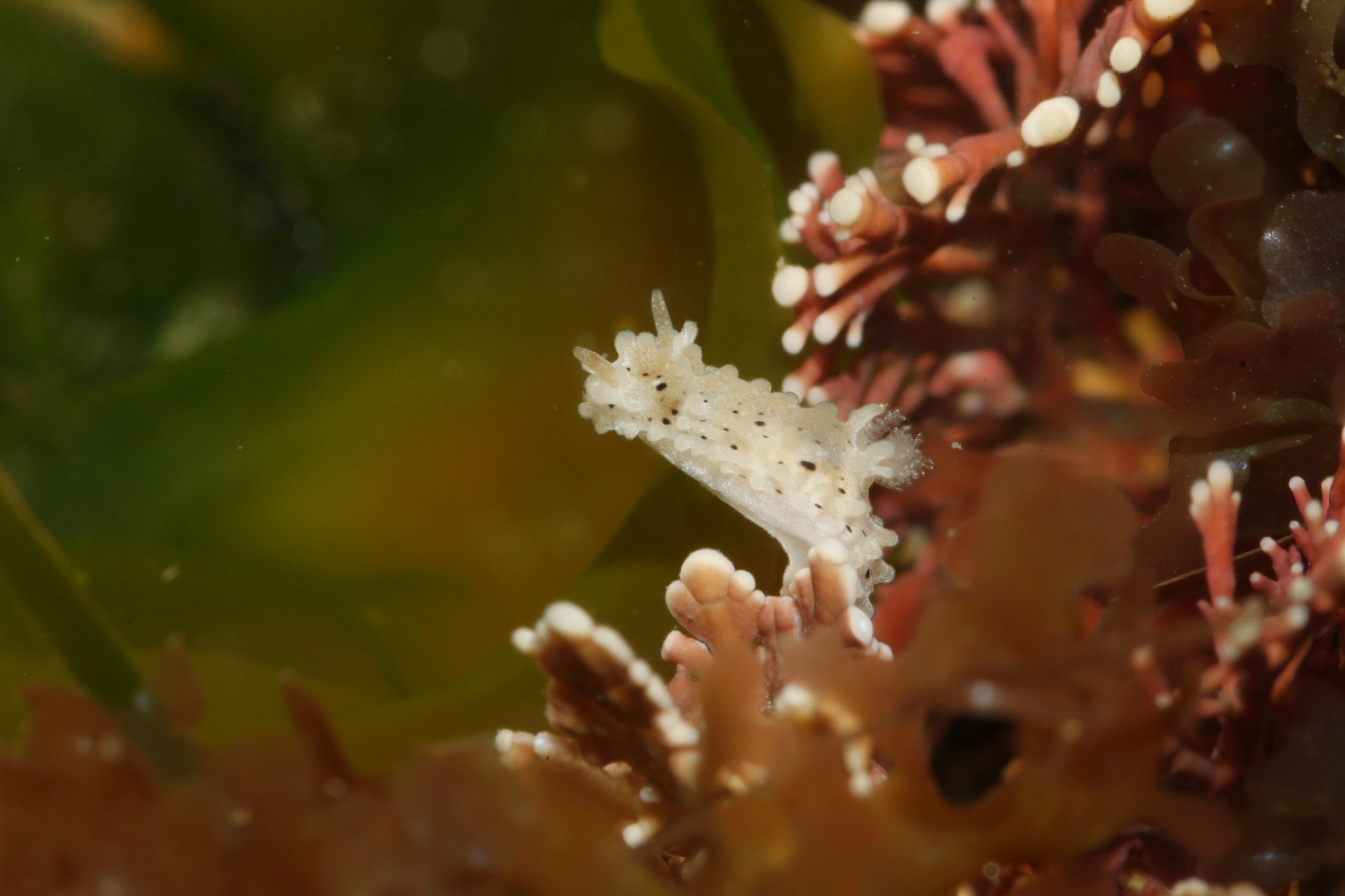 Salt-and-Pepper Doris (Aegires albopunctatus)