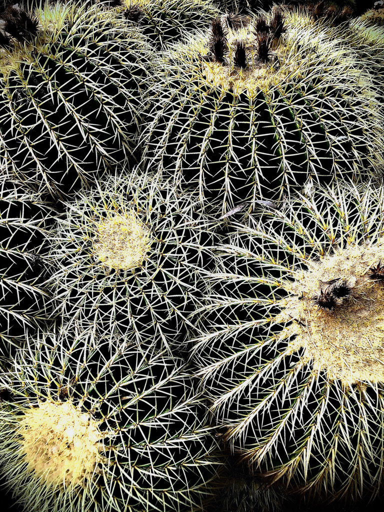 Golden Barrel Cactus (Echinocactus grusonii)