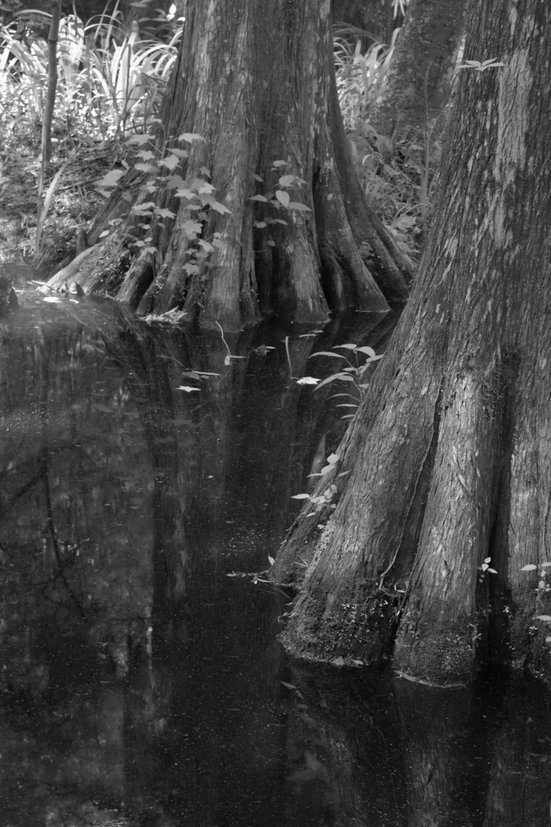 Cypress Trunks