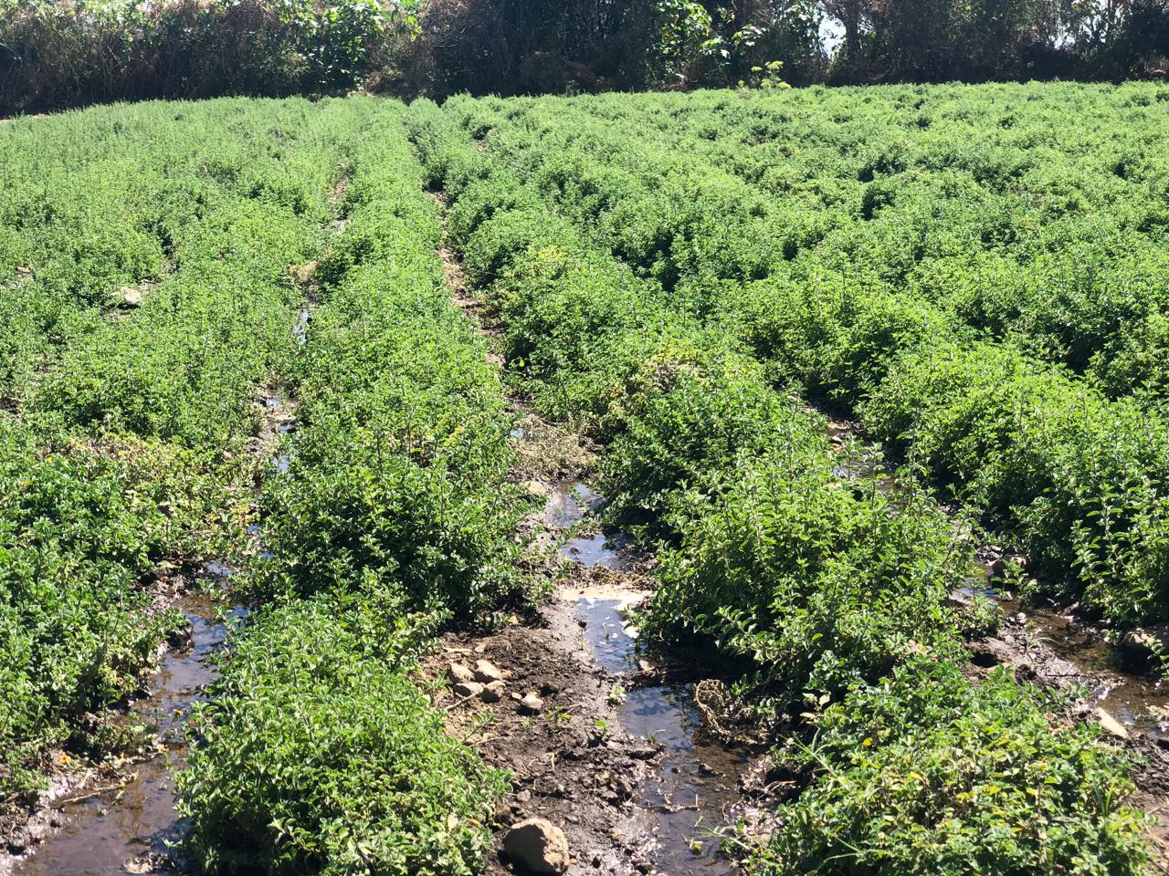un campo de trigo maduro listo para ser cosechado