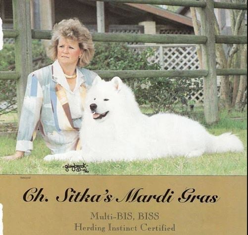 https://0201.nccdn.net/1_2/000/000/0ee/9c4/samoyed.jpg