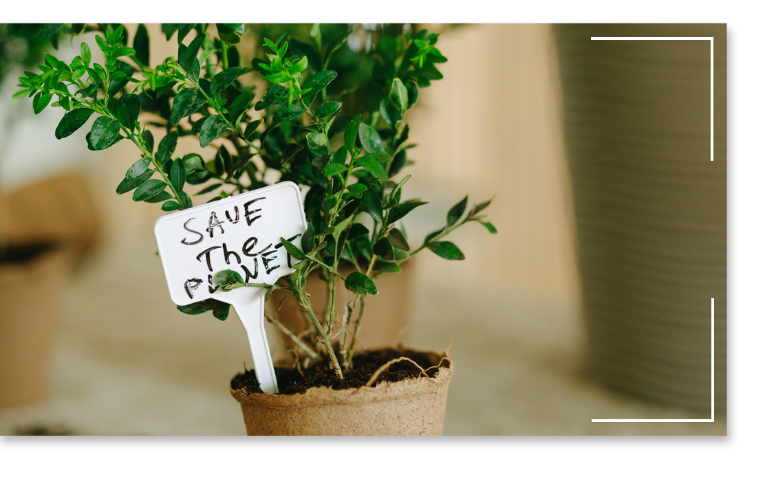 Green plant in a biodegradable pot