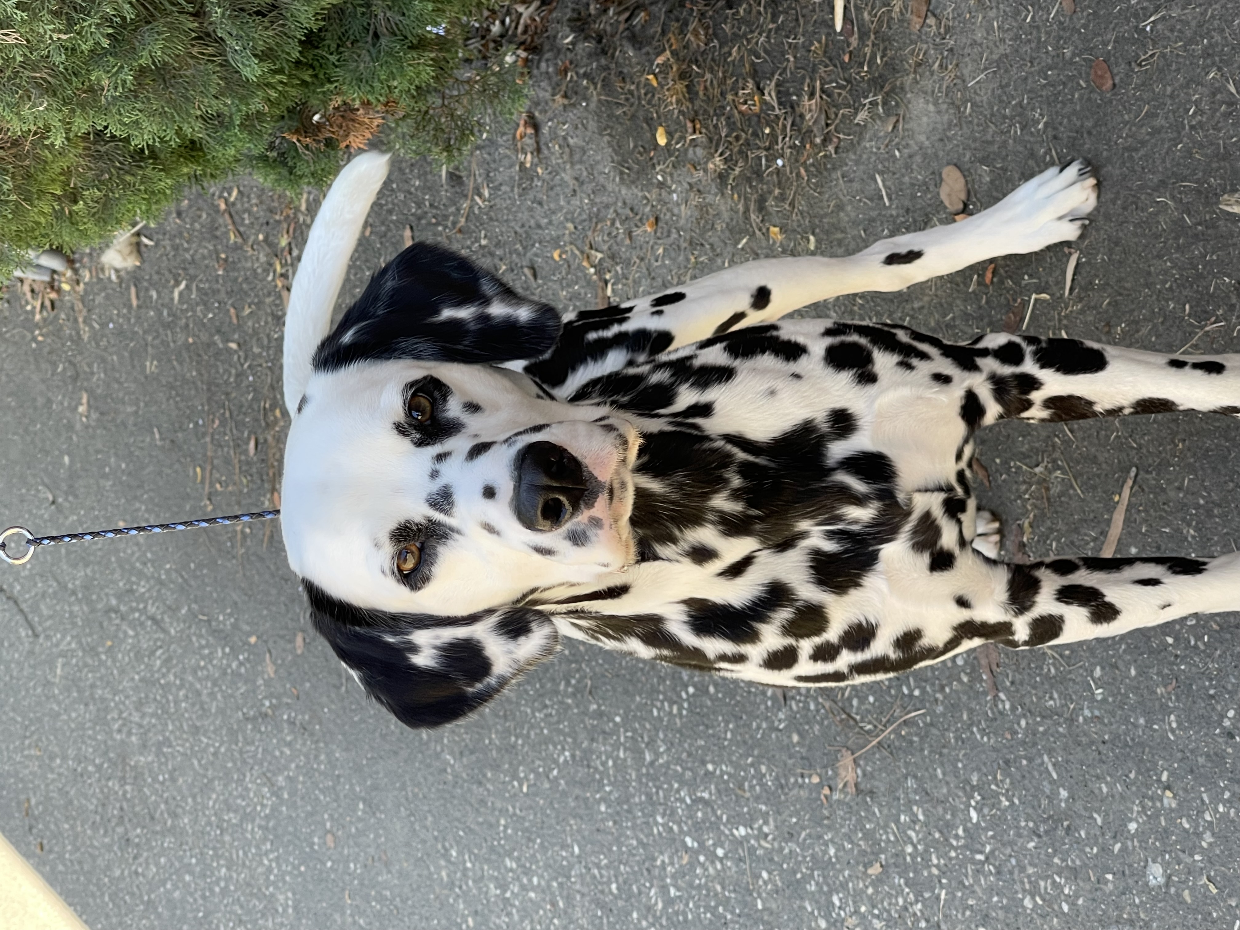 Brew posing for a picture