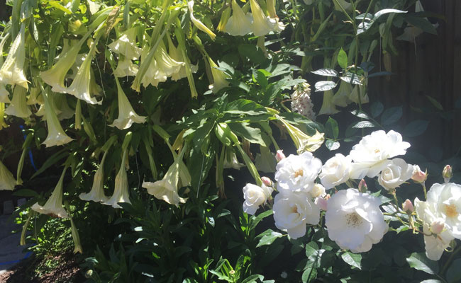 White Flowers