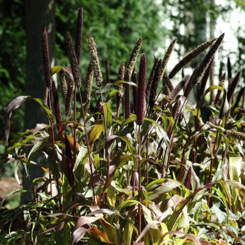Ornamental Millet Jester F1 Ornamental Millet Jester F1