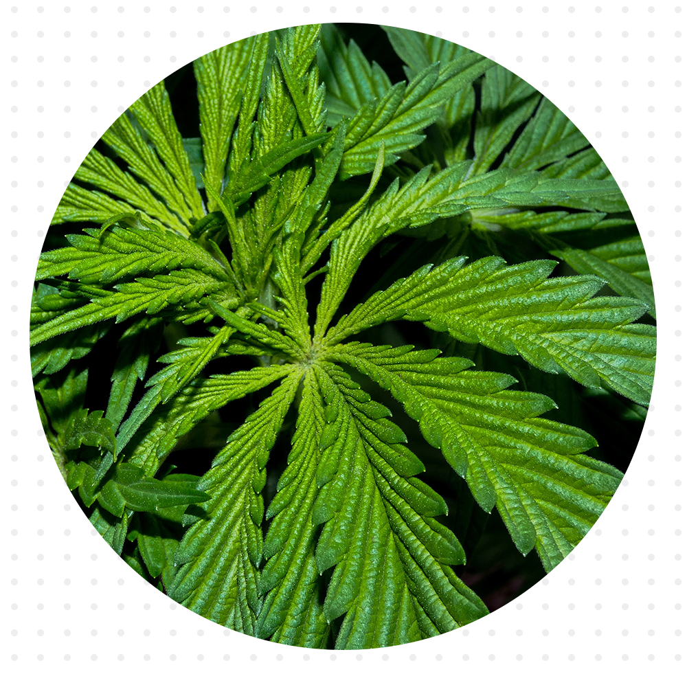 Indica