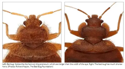 bat bug vs bed bug