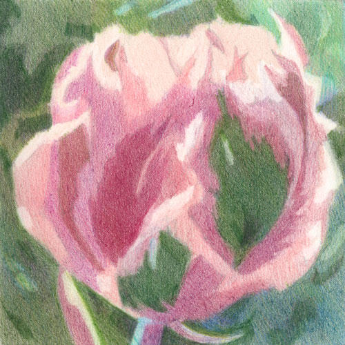 Helmsley Pink 5" x 5", coloured pencil on Arches HP