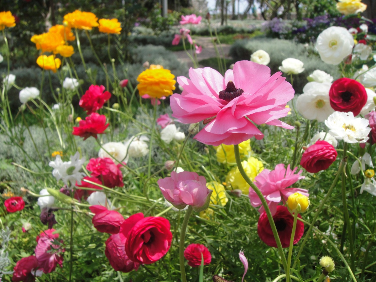 Beautiful Garden Planting