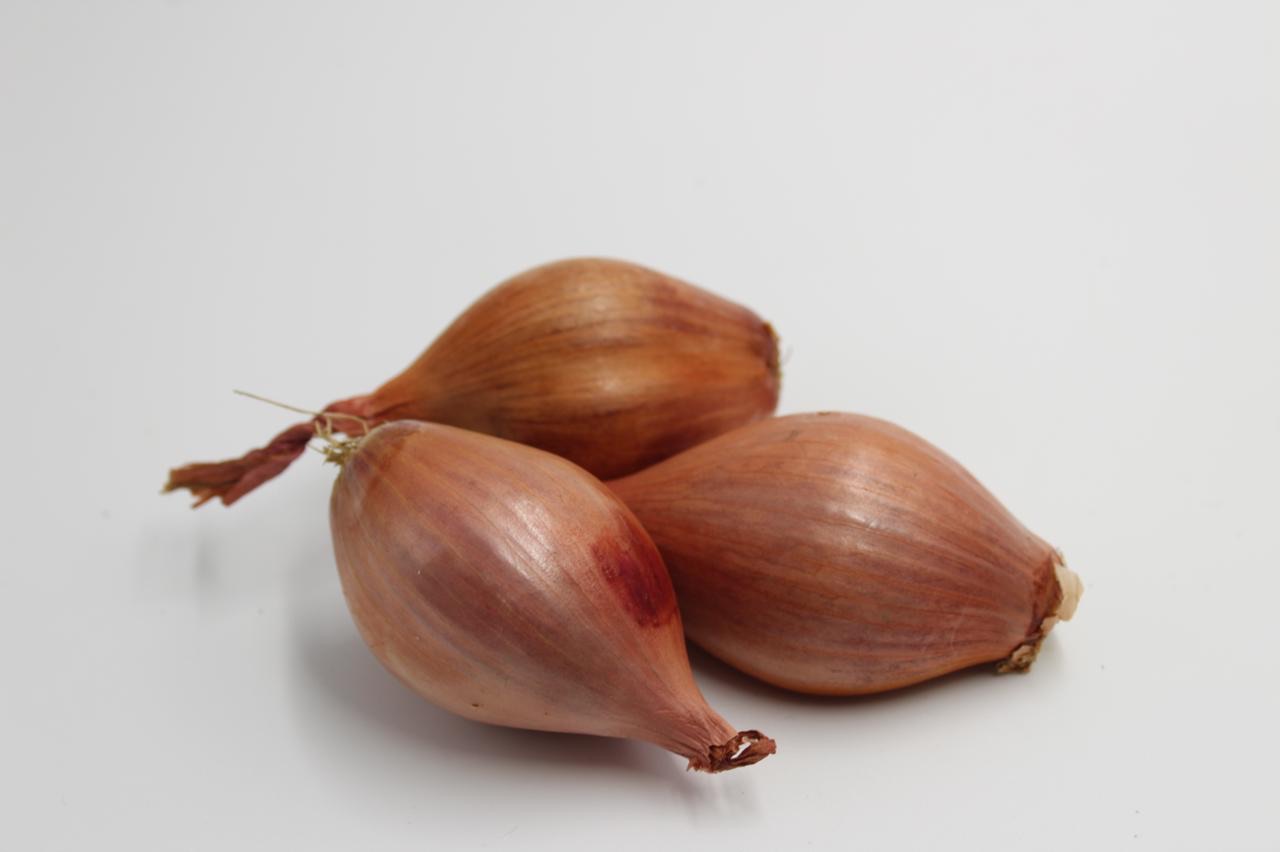 SHALOT