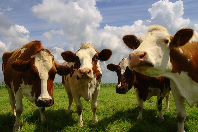 Four chatting cows