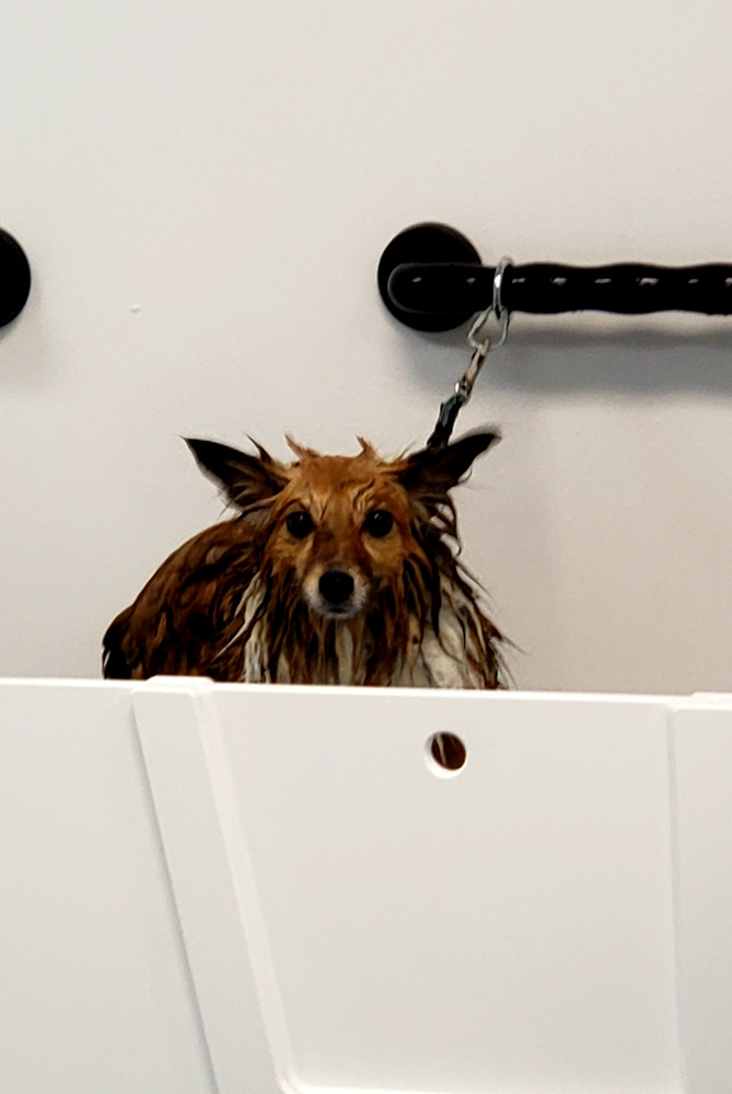https://0201.nccdn.net/1_2/000/000/0f2/11f/Wet-dog-2-669x1000.jpg