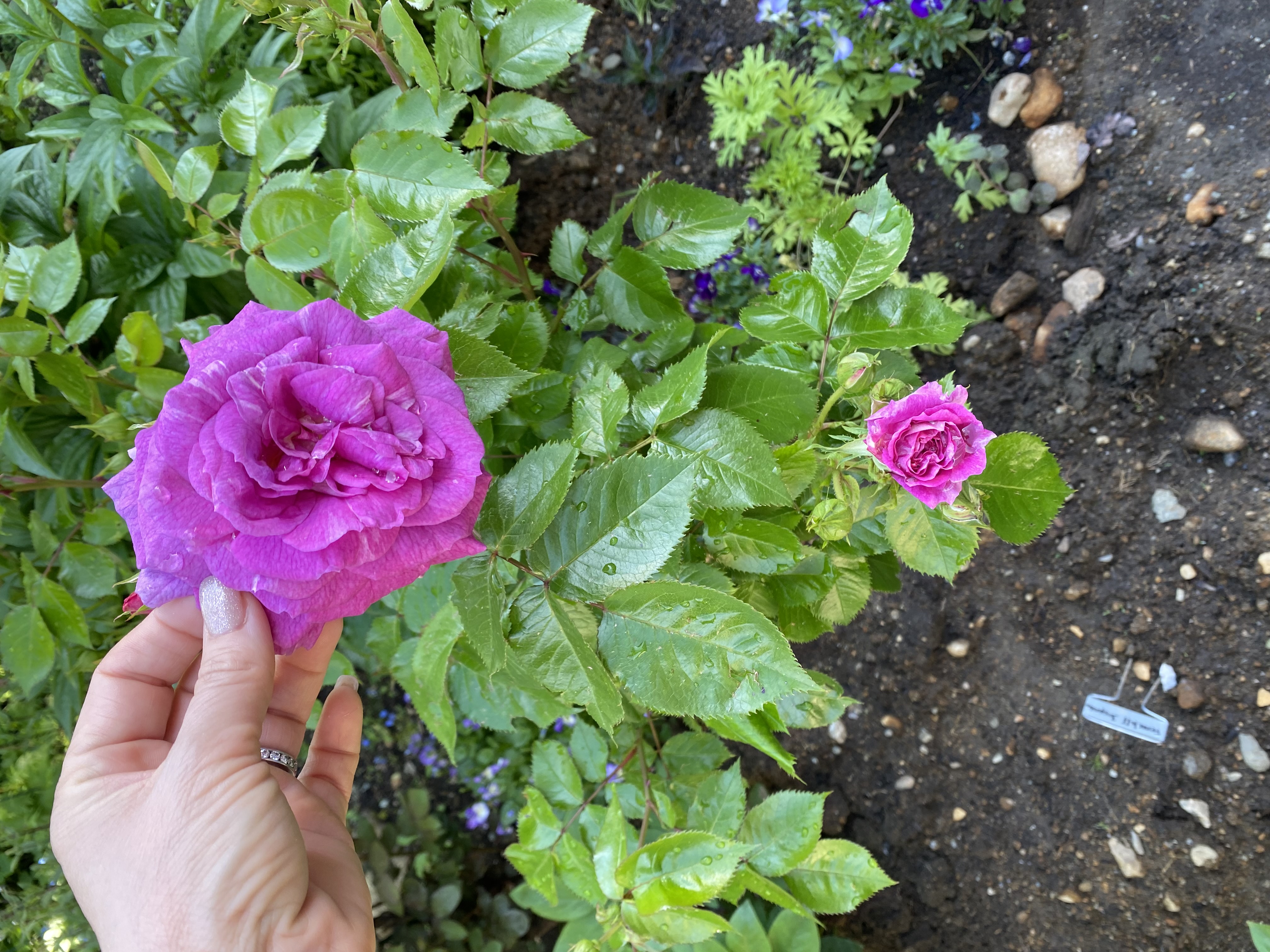 From Andria in North Van, on June 5, 2022: At very long last, I have one bloom to share: it’s Arctic Blue and I’m loving the colour.